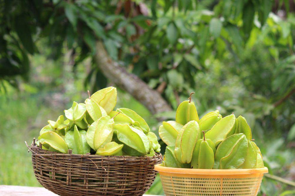 buah belimbing segar(pixabay.com/Paresh85)