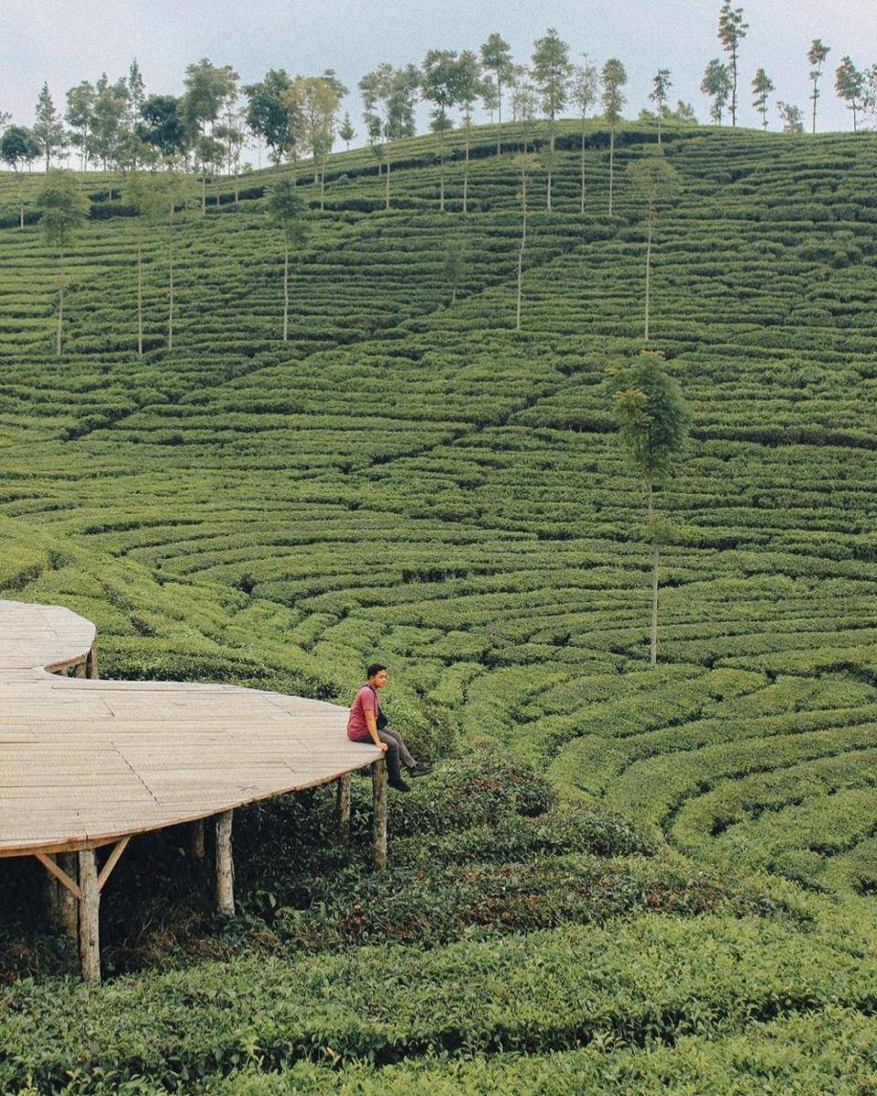 Perkebunan Teh Sirah Kencong Blitar (instagram.com/andridanu2)