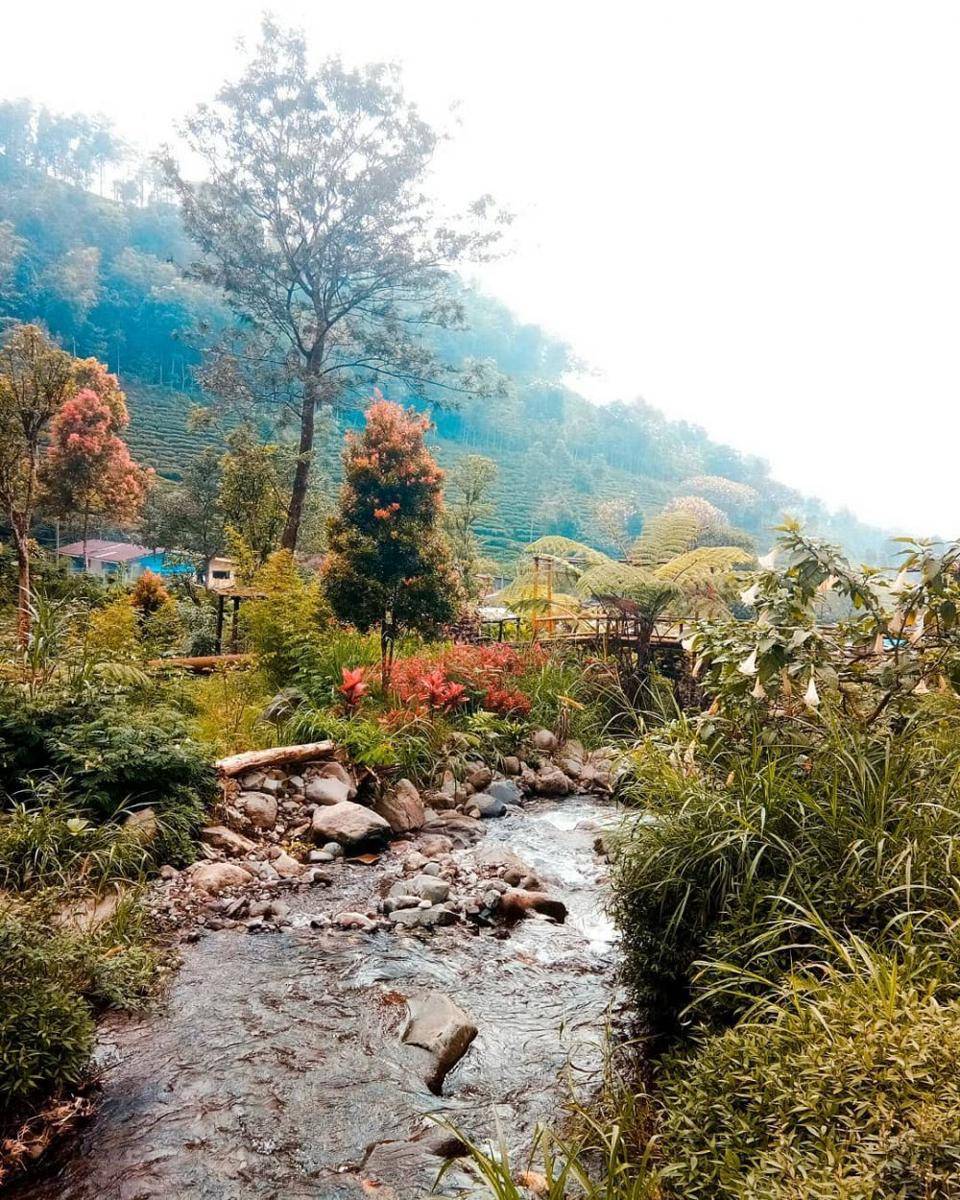 Perkebunan Teh Sirah Kencong Blitar (instagram.com/sofiajung14)