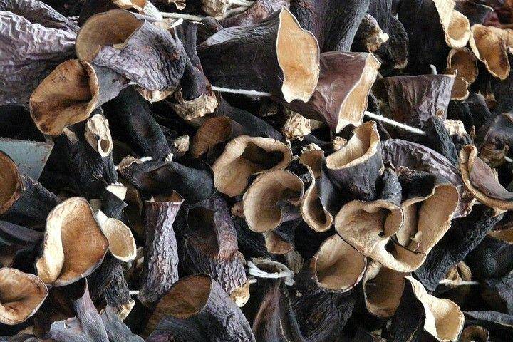 Jamur kuping (pixabay.com/Hans)