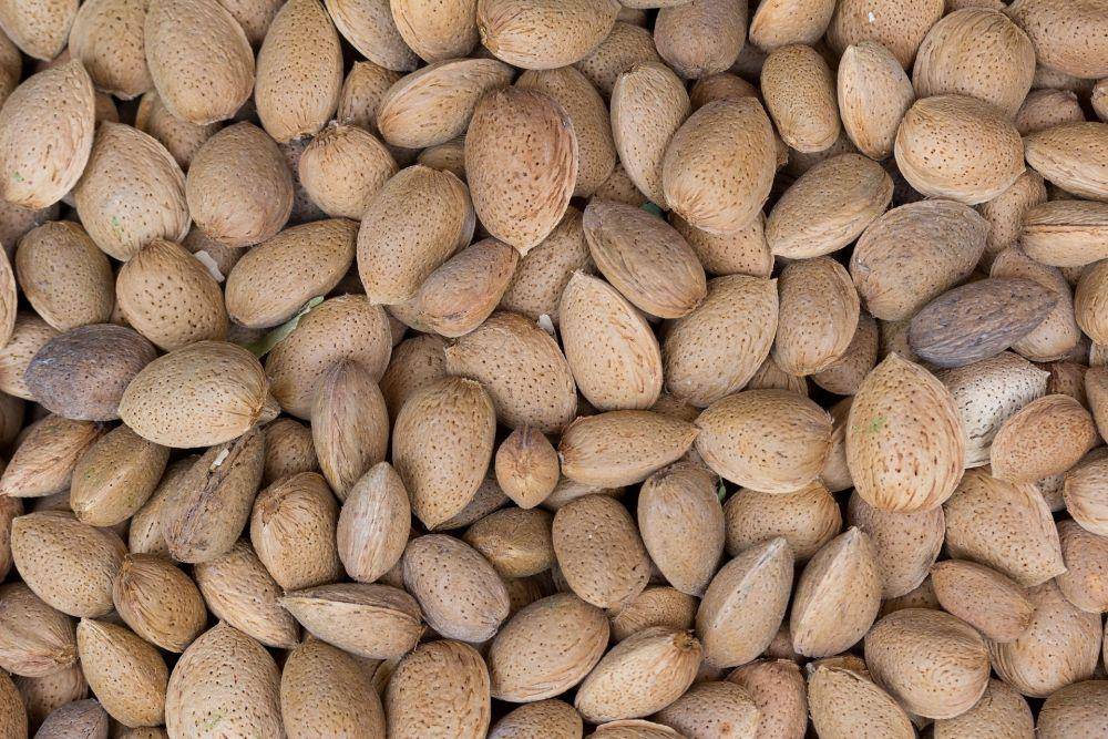kacang almond (pixabay.com/ajcespedes)