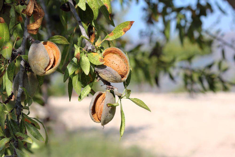 pohon almond (pixabay.com/joseviparra)