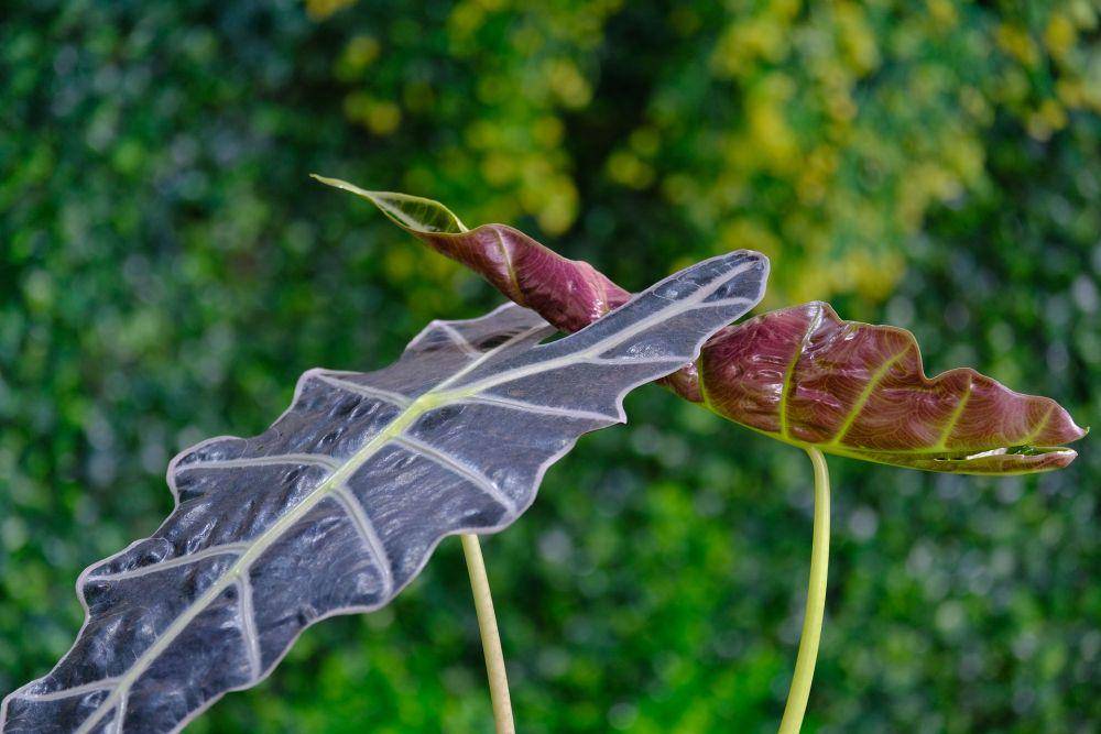 ilustrasi alocasia (pixabay.com/users/ignartonosbg-21428489)