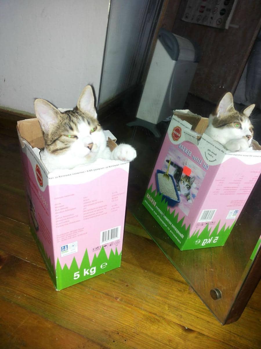 potret momen seperti glitch di dunia nyata (reddit.com/user/mmiu)