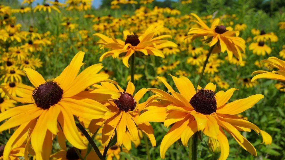 ilustrasi bunga black-eyed Susan kuning (pixabay.com/brian60174)