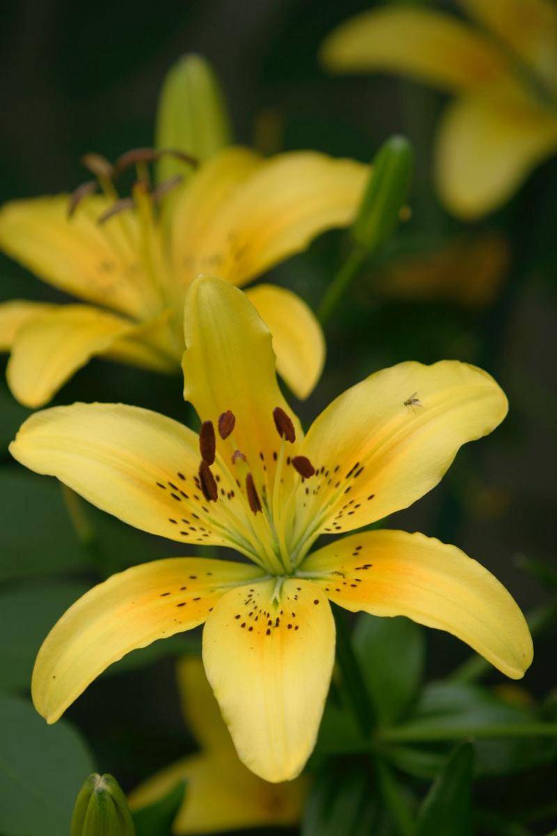ilustrasi bunga lili kuning (unsplash.com/David Trinks)