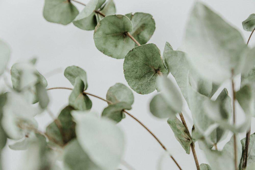ilustrasi tanaman Eucalyptus (unsplash.com/Diana Polekhina)