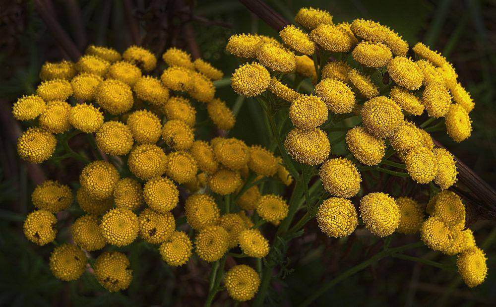 ilustrasi bunga tansy kuning (pixabay.com/anaterate)