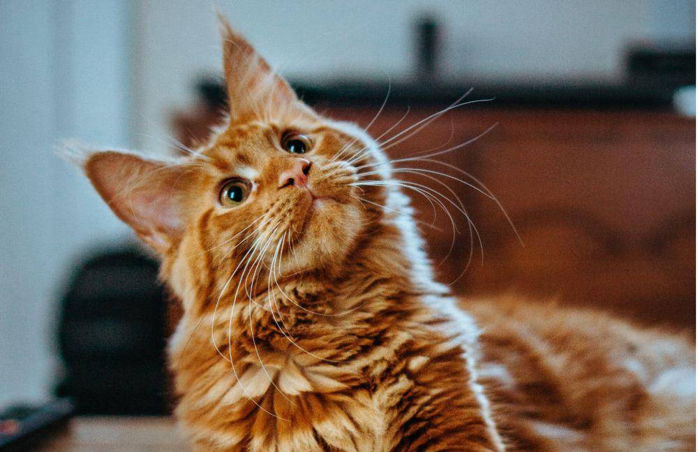 ilustrasi kucing sedang menatap (unsplash.com/Amber Kipp)