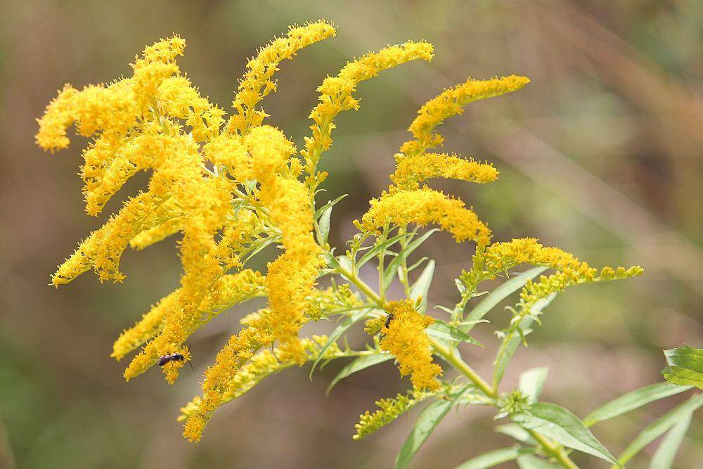 ilustrasi bunga solidago (pixabay.com/hansbenn)