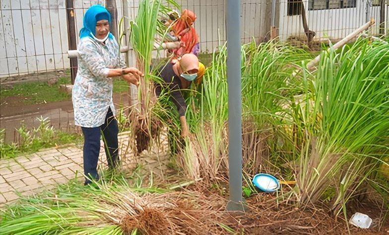 RPTRA Green Marunda Sulap Lahan Kosong Jadi Penyedia Bahan Baku Obat