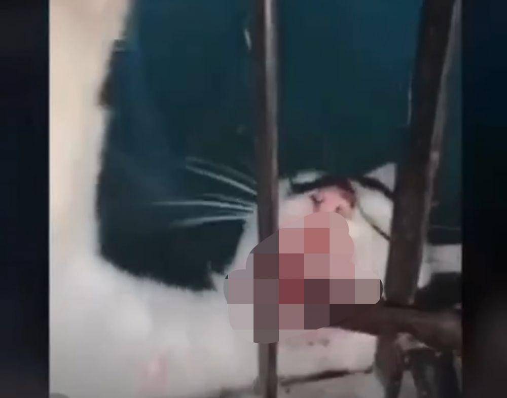 (Potongan video viral penyiksaan kucing di Baturaja, OKU) IDN Times/Istimewa