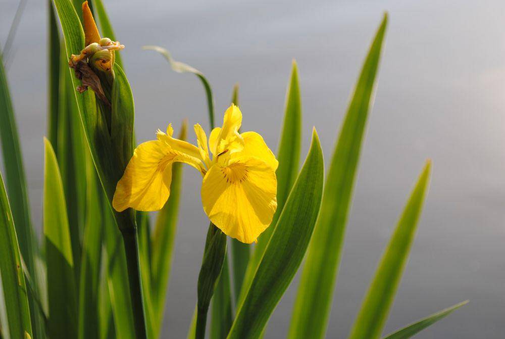 ilustrasi bunga iris kuning (unsplash.com/J C)