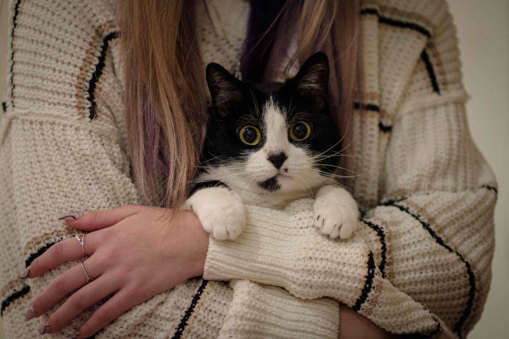 potret kucing digendong manusia (unsplash.com/Jack Plant)