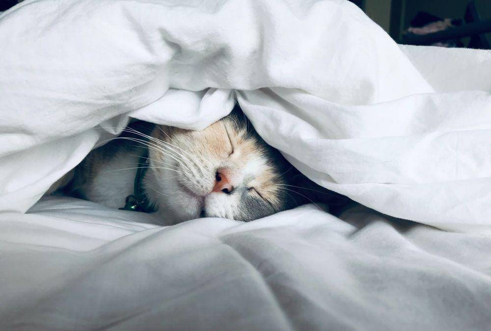 potret kucing sedang tertidur di bawah selimut (unsplash.com/Kate Stone Matheson)