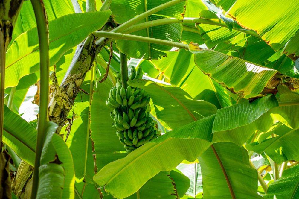 ilustrasi pohon pisang (unsplash.com/M.Rishal)