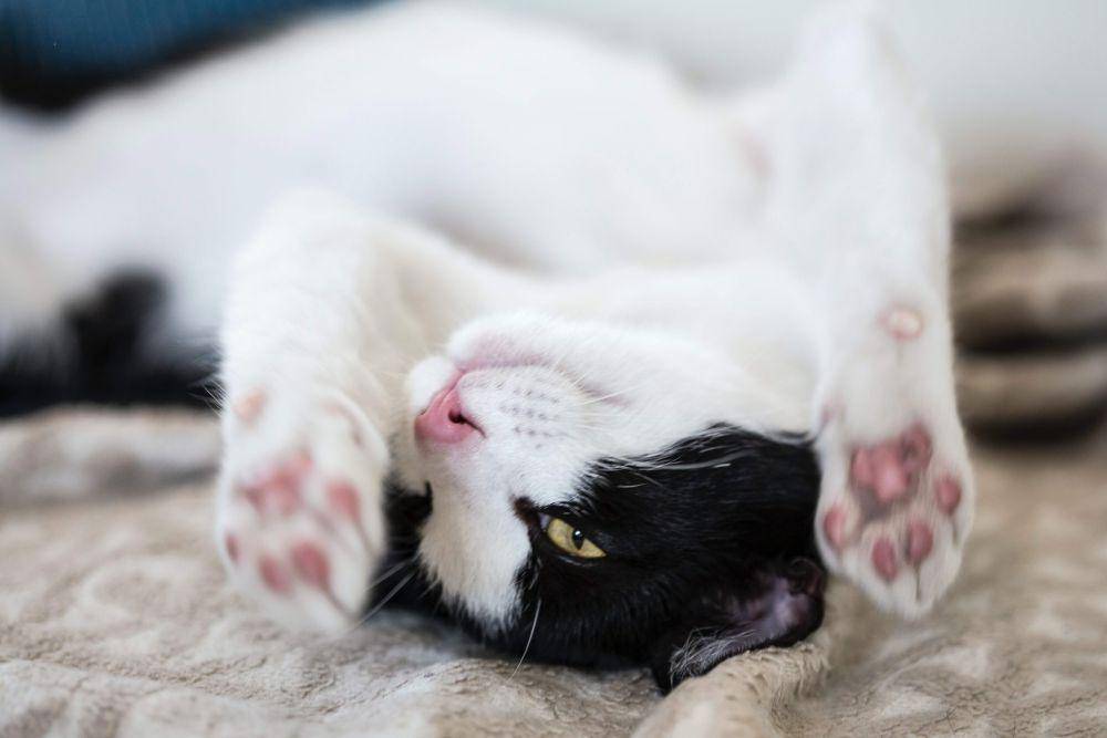 ilustrasi kucing sedang berguling (unsplash.com/Milada Vigerova)