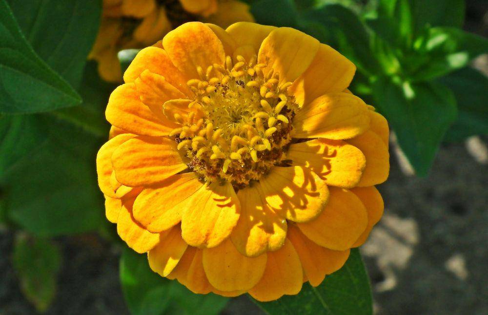 ilustrasi bunga zinnia kuning (pixabay.com/MrGajowy3)