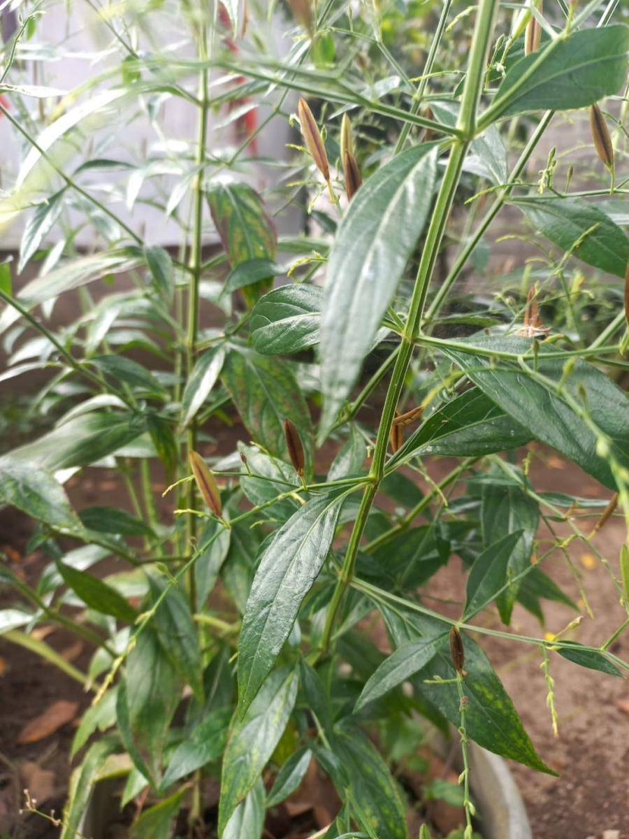 daun sambiloto (Dokumentasi pribadi)