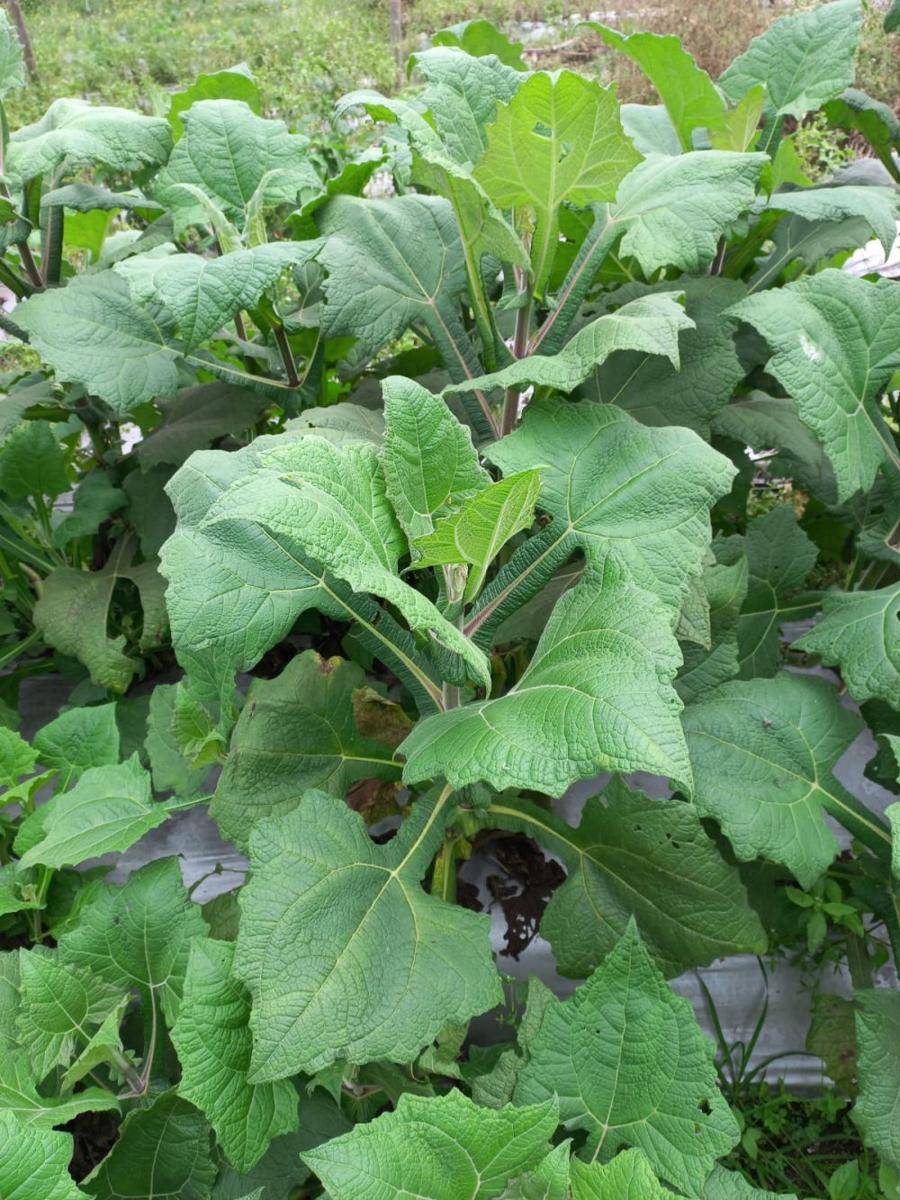 daun yakon (Dokumentasi pribadi)
