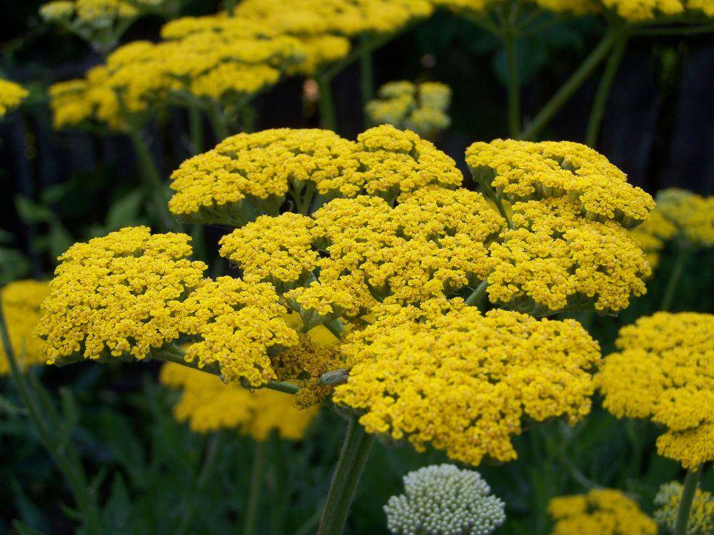 ilustrasi bunga yarrow kuning (pixabay.com/ArmbrustAnna)