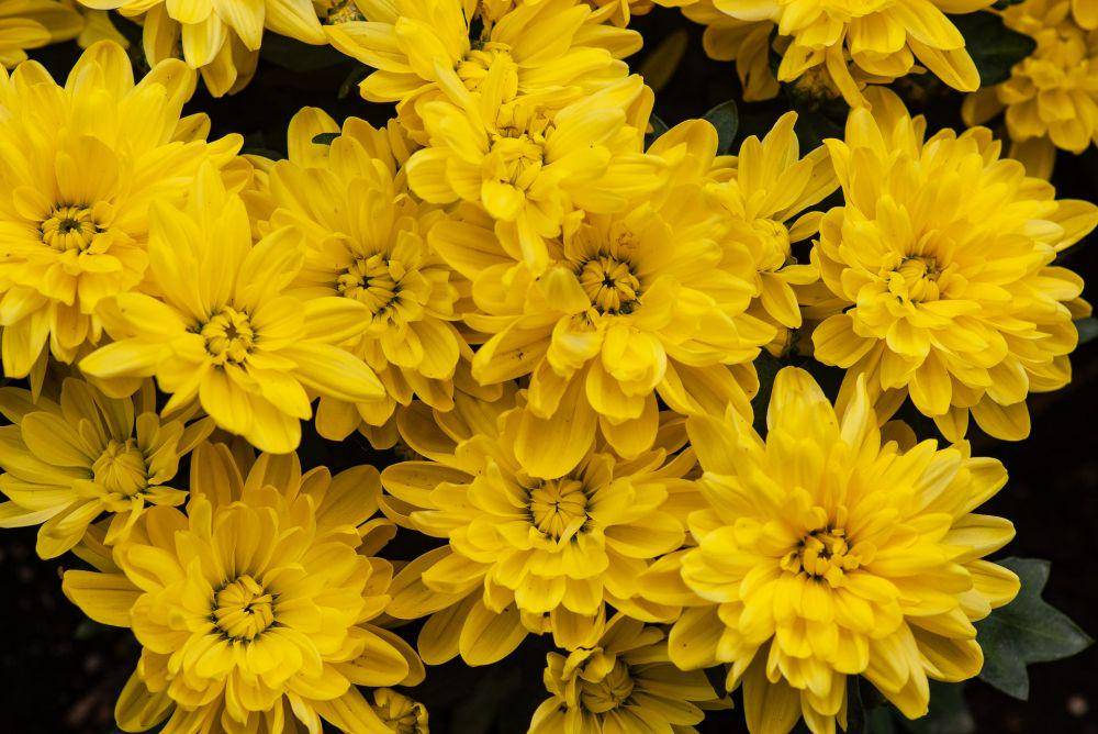ilustrasi bunga krisan kuning (unsplash.com/Yoksel šæ Zok)