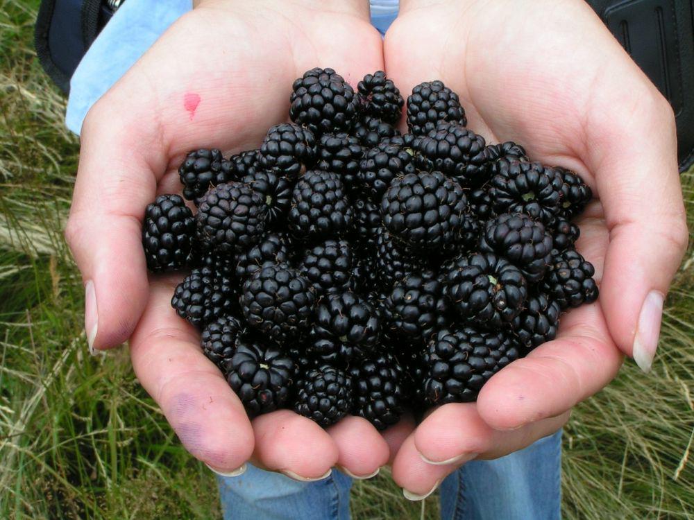 Tinggi Antioksidan dan Serat, Inilah 13 Fakta Nutrisi Buah Blackberry