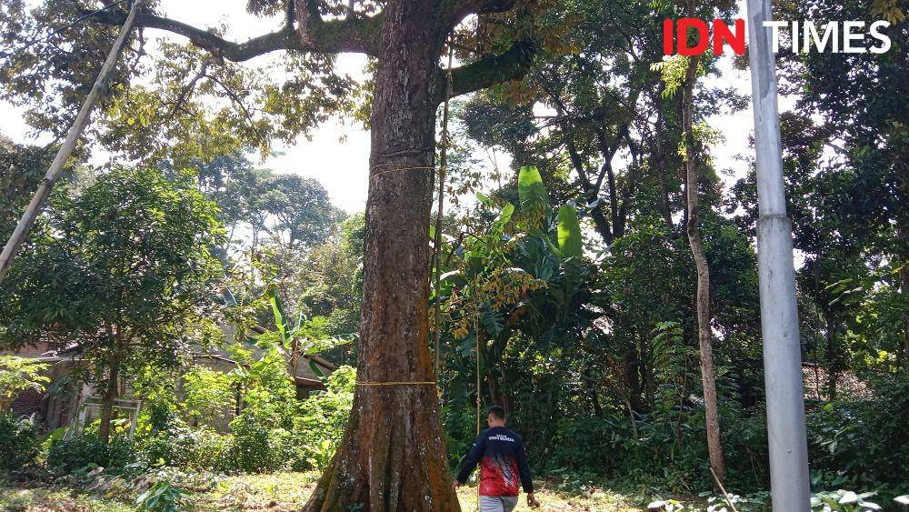 Salah satu anak Mohammad Kholil saat menunjukkan pohon durian Kholil yang dipasangi penangkal petir setinggi 35 meter di Kampung Kuncen, Kelurahan Bubagan, Kecamatan Mijen Kota Semarang. (IDN Times/Fariz Fardianto)