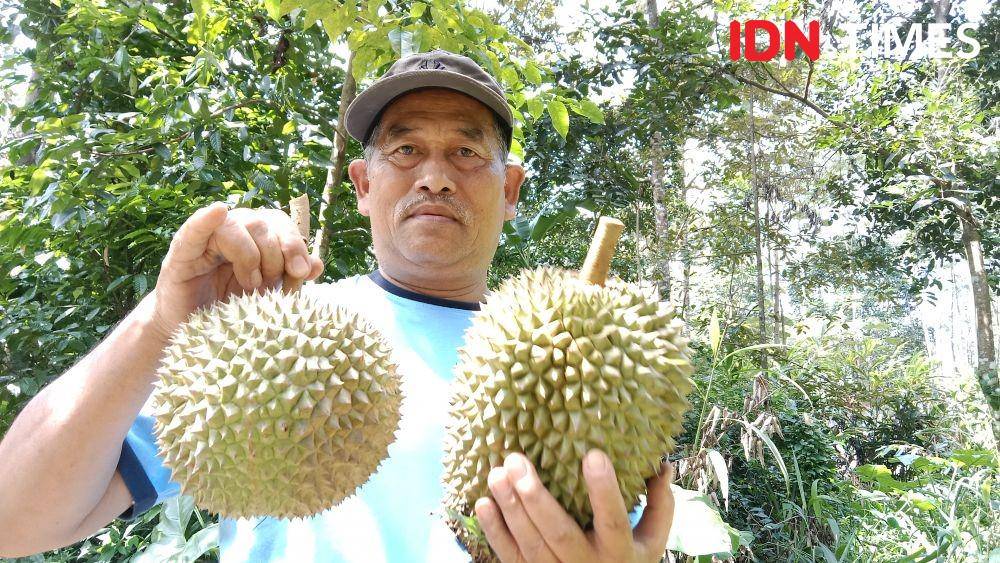 Mohammad Kholil saat memperlihatkan durian Yuyem yang dipetik langsung dari pohonnya di kebun Kampung Kuncen Kelurahan Bubagan, Kecamatan Mijen Kota Semarang. (IDN Times/Fariz Fardianto)
