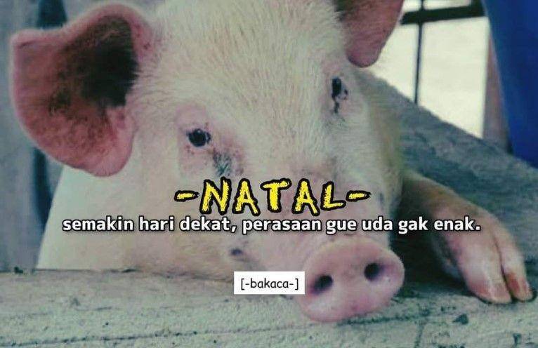 meme babi Imlek (facebook.com/profile.php?id=100045169243657)
