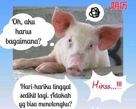 meme babi Imlek (facebook.com/b.maradahutagulung)