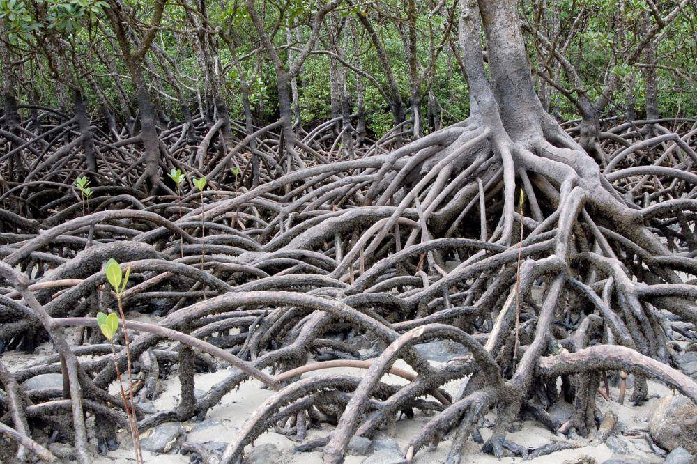 Hutan bakau (pixabay.com/Herbert Bieser)
