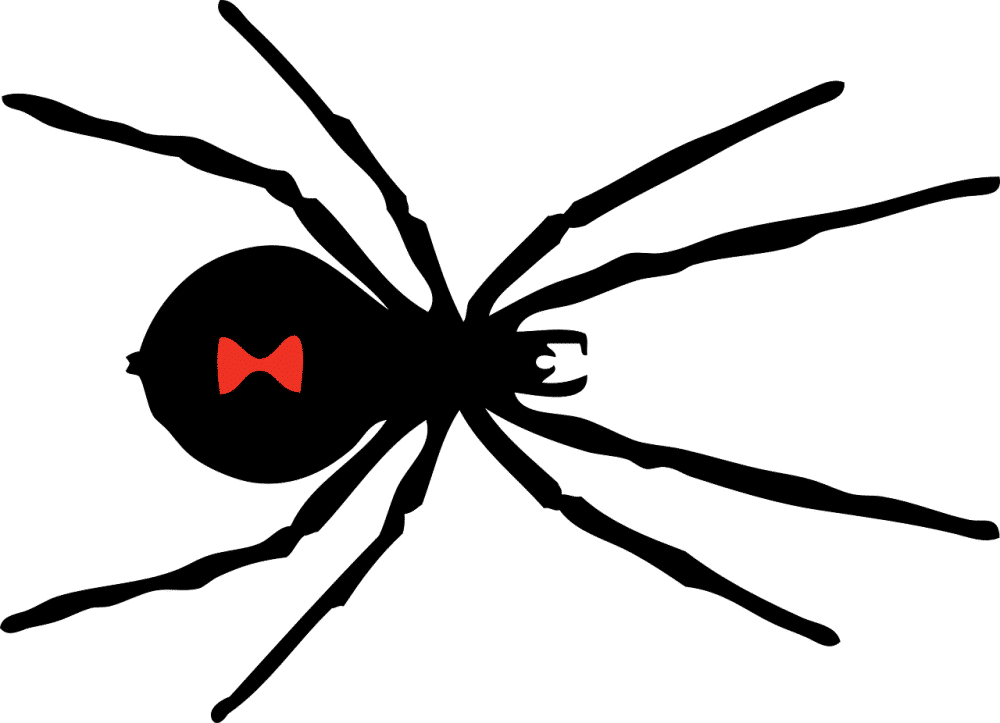 ilustrasi black widow (pixabay.com/Clker-Free-Vector-Images)