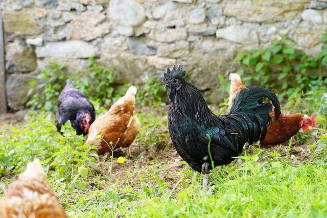 ilustrasi ayam cemani (pixabay.com/Mediazeit)
