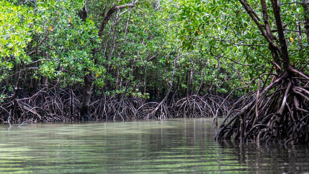 5 Fakta Menarik Hutan Bakau, Bantu Kurangi Efek Climate Change!