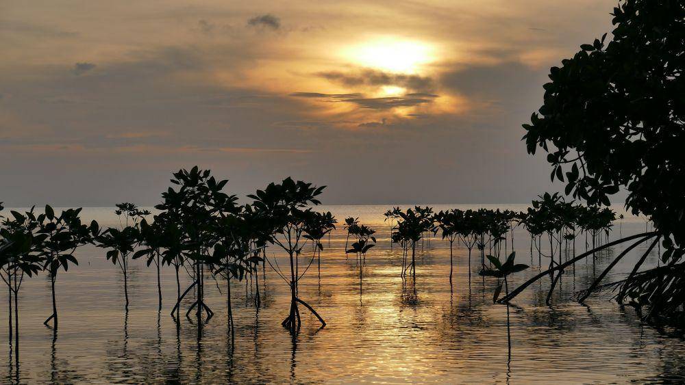 Hutan bakau (pixabay.com/VinaConstanze)
