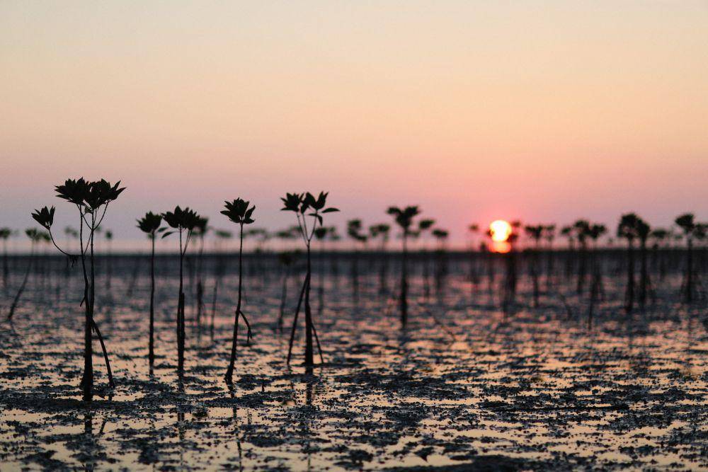 Siluet pohon bakau (pexels.com/Alexey Demidov)