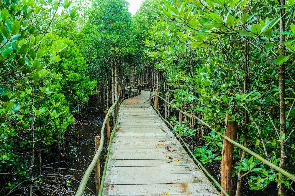 Jalan diantara hutan bakau (pexels.com/icon0.com)