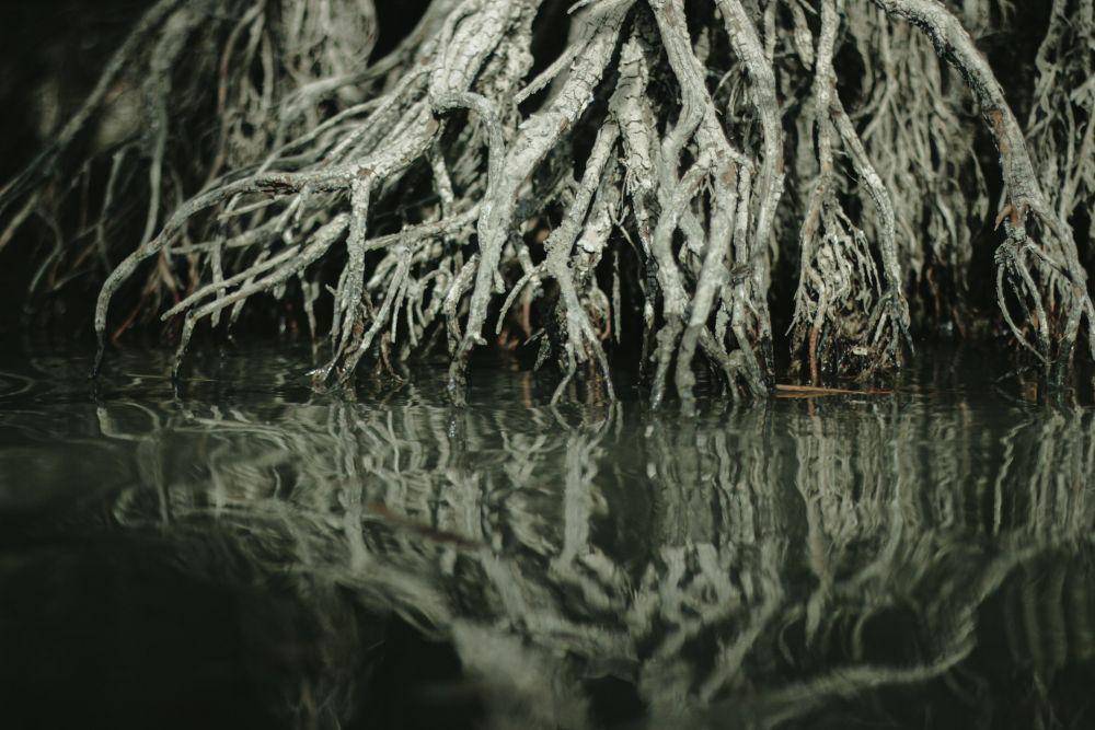 Akar pohon bakau (pexels.com/Zaid Ahmed)