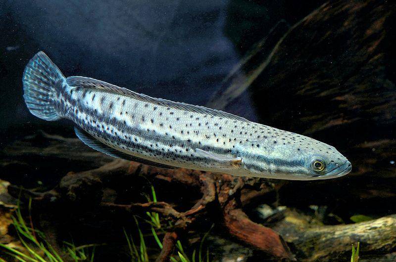 arowanafishtalk.com