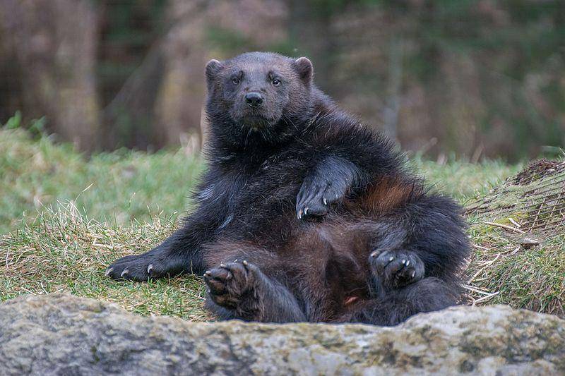 ilustrasi wolverine (commons.wikimedia.org/0x010C)