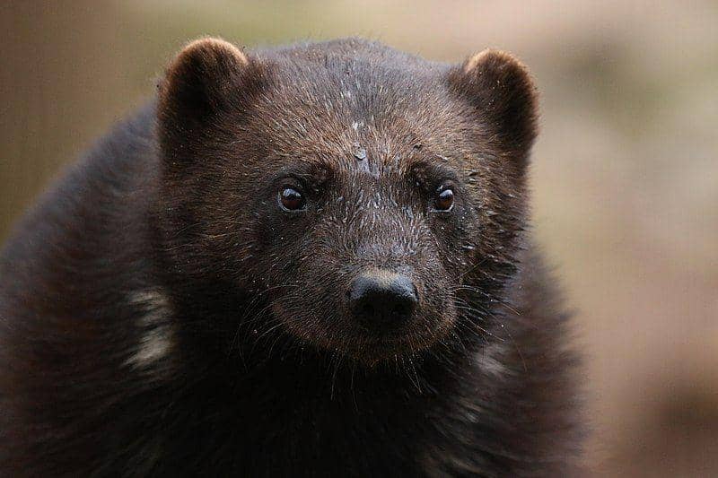 tampak dekat wolverine (commons.wikimedia.org/zoofanatic)