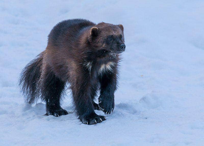 wolverine di Kebun Binatang Ahtari, Finlandia (commons.wikimedia.org/Ninara)