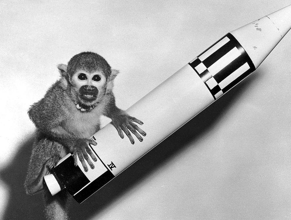 NASA juga menggunakan monyet tupai untuk dikirimkan ke luar angkasa. (commons.wikimedia.org/NASA/Marshall Space Flight Center)