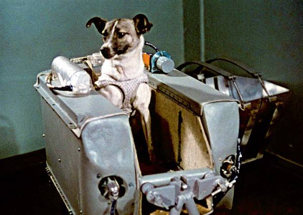 Laika adalah seekor anjing yang kisahnya terkenal karena pengorbanannya dalam misi sains. (dok. NASA)