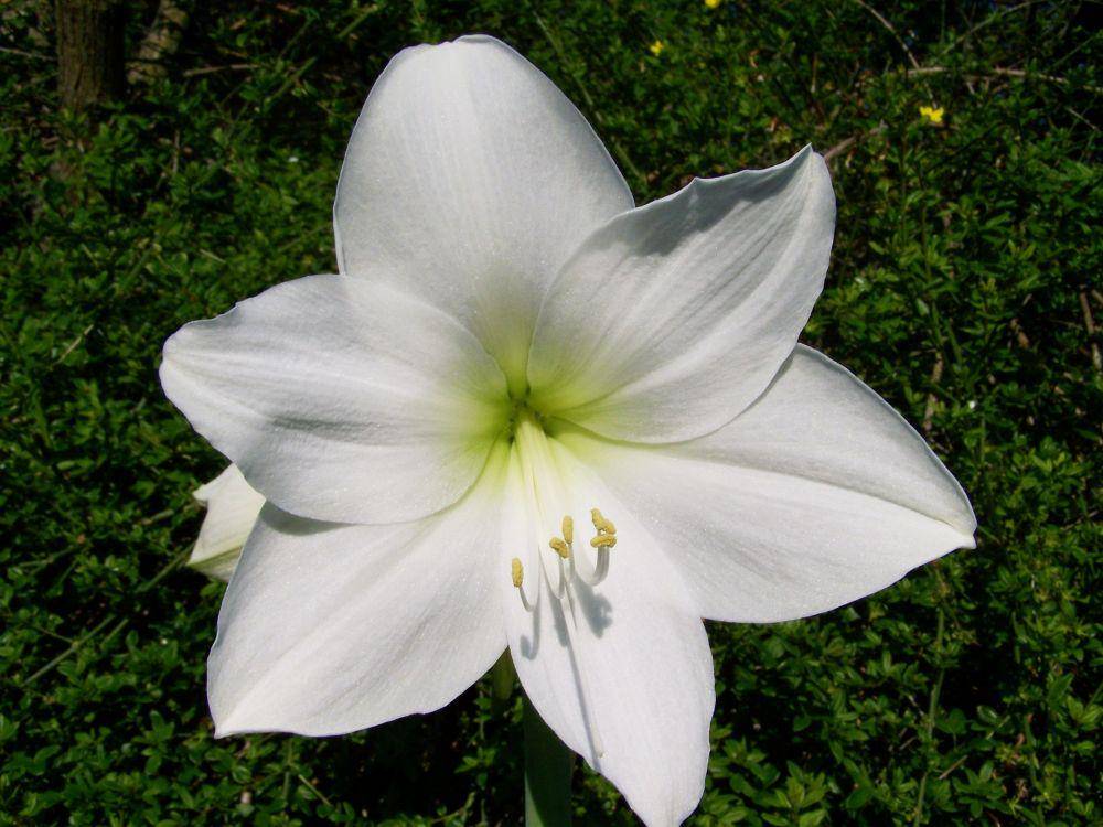 amarilis (pixabay.com/ArmbrustAnna)