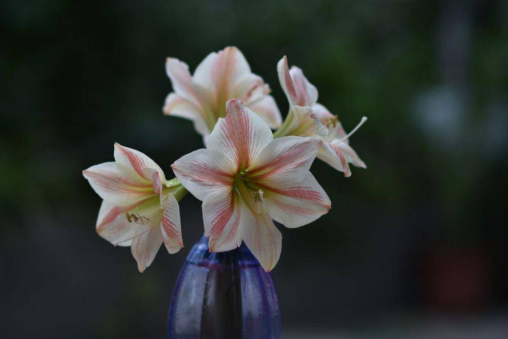 amarilis (pixabay.com/haphamcamera)