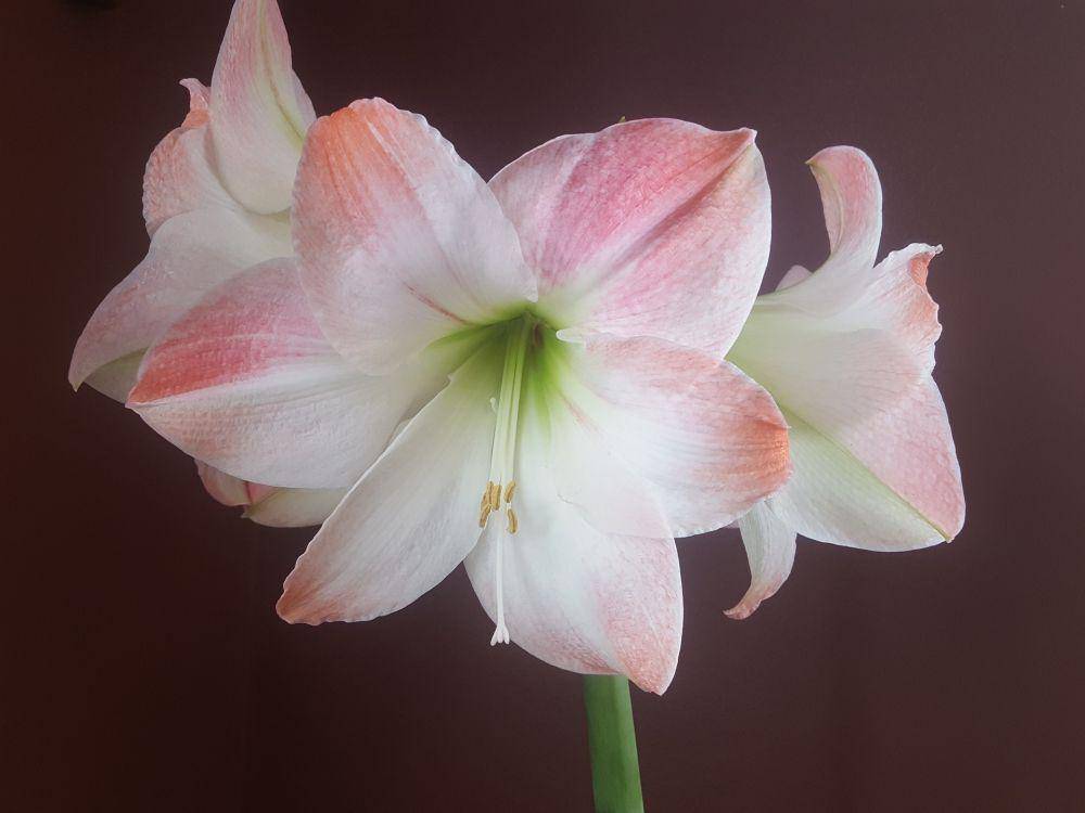 amarilis (pixabay.com/Flourishenuff)