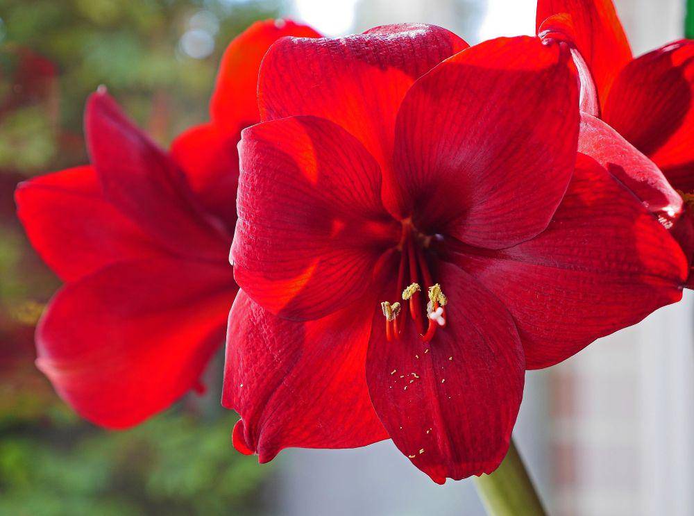 Bunga amarilis (pixabay.com/hpgruesen)