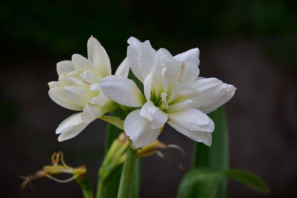 bunga amarilis (pixabay.com/haphamcamera)